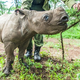 Illustration for article titled How to take care of a blind baby rhino